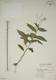 中文名:臺灣油點草(S070205)學名:Tricyrtis formosana Bak.(S070205)