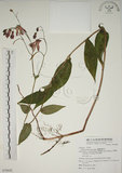 中文名:臺灣油點草(S076842)學名:Tricyrtis formosana Bak.(S076842)