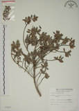 中文名:水芫花(S007426)學名:Pemphis acidula J. R. & G. Forst.(S007426)中文別名:海芙蓉英文名:Reef Pemphis