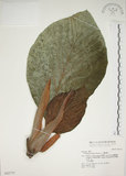 中文名:麵包樹(S042775)學名:Artocarpus incisus (Thunb.) L. f.(S042775)