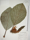 中文名:麵包樹(S067766)學名:Artocarpus incisus (Thunb.) L. f.(S067766)