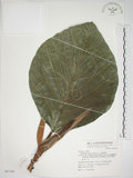中文名:麵包樹(S067789)學名:Artocarpus incisus (Thunb.) L. f.(S067789)
