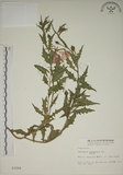 中文名:四翅月見草(S003284)學名:Oenothera tetraptera Cav.(S003284)