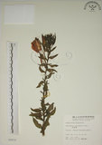 中文名:四翅月見草(S005879)學名:Oenothera tetraptera Cav.(S005879)