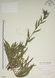 中文名:四翅月見草(S008965)學名:Oenothera tetraptera Cav.(S008965)