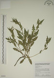 中文名:四翅月見草(S015034)學名:Oenothera tetraptera Cav.(S015034)