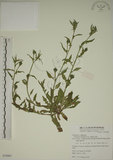 中文名:四翅月見草(S078083)學名:Oenothera tetraptera Cav.(S078083)