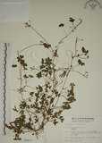 中文名:醡漿草(S002837)學名:Oxalis corniculata L.(S002837)