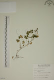 中文名:醡漿草(S004530)學名:Oxalis corniculata L.(S004530)