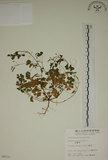 中文名:醡漿草(S004531)學名:Oxalis corniculata L.(S004531)