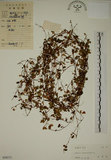 中文名:醡漿草(S038171)學名:Oxalis corniculata L.(S038171)