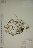 中文名:醡漿草(S049643)學名:Oxalis corniculata L.(S049643)