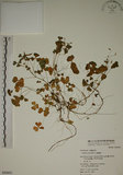 中文名:醡漿草(S050692)學名:Oxalis corniculata L.(S050692)