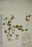 中文名:醡漿草(S051728)學名:Oxalis corniculata L.(S051728)