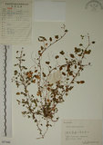 中文名:醡漿草(S057446)學名:Oxalis corniculata L.(S057446)