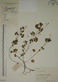 中文名:醡漿草(S061124)學名:Oxalis corniculata L.(S061124)