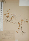 中文名:醡漿草(S067078)學名:Oxalis corniculata L.(S067078)