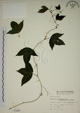 中文名:三角葉西番蓮(S001284)學名:Passiflora suberosa L.(S001284)