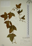 中文名:三角葉西番蓮(S001944)學名:Passiflora suberosa L.(S001944)