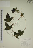 中文名:三角葉西番蓮(S004320)學名:Passiflora suberosa L.(S004320)