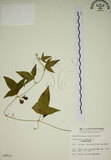 中文名:三角葉西番蓮(S009919)學名:Passiflora suberosa L.(S009919)