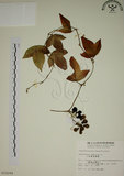 中文名:三角葉西番蓮(S010299)學名:Passiflora suberosa L.(S010299)