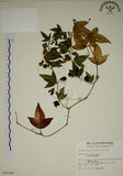 中文名:三角葉西番蓮(S010300)學名:Passiflora suberosa L.(S010300)