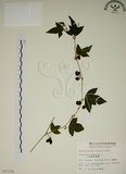 中文名:三角葉西番蓮(S011335)學名:Passiflora suberosa L.(S011335)