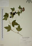 中文名:三角葉西番蓮(S014309)學名:Passiflora suberosa L.(S014309)