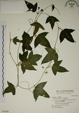 中文名:三角葉西番蓮(S021684)學名:Passiflora suberosa L.(S021684)