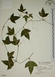 中文名:三角葉西番蓮(S030825)學名:Passiflora suberosa L.(S030825)