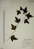 中文名:三角葉西番蓮(S062354)學名:Passiflora suberosa L.(S062354)