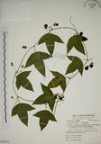 中文名:三角葉西番蓮(S063310)學名:Passiflora suberosa L.(S063310)