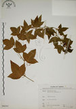 中文名:三角葉西番蓮(S066565)學名:Passiflora suberosa L.(S066565)
