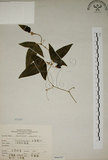 中文名:三角葉西番蓮(S066587)學名:Passiflora suberosa L.(S066587)