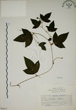 中文名:三角葉西番蓮(S066612)學名:Passiflora suberosa L.(S066612)