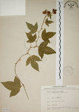 中文名:三角葉西番蓮(S067054)學名:Passiflora suberosa L.(S067054)