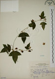 中文名:三角葉西番蓮(S067099)學名:Passiflora suberosa L.(S067099)