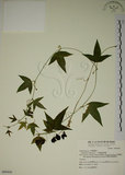 中文名:三角葉西番蓮(S069436)學名:Passiflora suberosa L.(S069436)