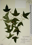 中文名:三角葉西番蓮(S069898)學名:Passiflora suberosa L.(S069898)