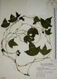中文名:三角葉西番蓮(S070247)學名:Passiflora suberosa L.(S070247)