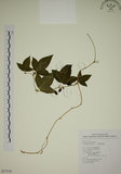中文名:三角葉西番蓮(S077379)學名:Passiflora suberosa L.(S077379)
