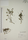 中文名:小葉黃鱔藤(S001582)學名:Berchemia lineata (L.) DC.(S001582)英文名:Supple Jack