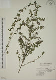 中文名:小葉黃鱔藤(S017368)學名:Berchemia lineata (L.) DC.(S017368)英文名:Supple Jack