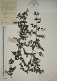 中文名:小葉黃鱔藤(S029849)學名:Berchemia lineata (L.) DC.(S029849)英文名:Supple Jack