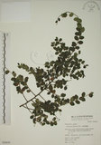 中文名:小葉黃鱔藤(S050654)學名:Berchemia lineata (L.) DC.(S050654)英文名:Supple Jack