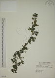 中文名:小葉黃鱔藤(S055129)學名:Berchemia lineata (L.) DC.(S055129)英文名:Supple Jack