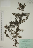 中文名:小葉黃鱔藤(S058669)學名:Berchemia lineata (L.) DC.(S058669)英文名:Supple Jack