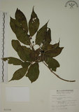 中文名:鈍齒鼠李(S012108)學名:Rhamnus crenata Sieb. & Zucc.(S012108)英文名:Oriental Buckthorn