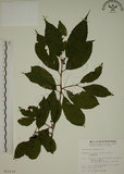 中文名:鈍齒鼠李(S012110)學名:Rhamnus crenata Sieb. & Zucc.(S012110)英文名:Oriental Buckthorn